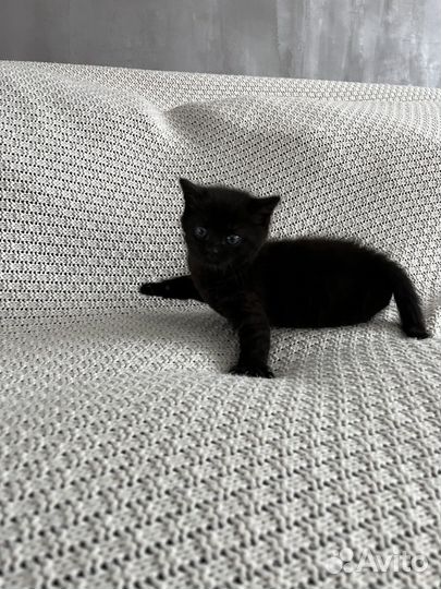 Котенок черный