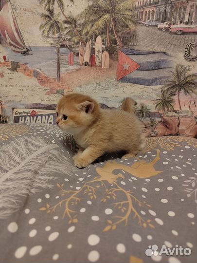 Котята золотая шиншилла