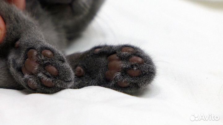 Кот ищет дом