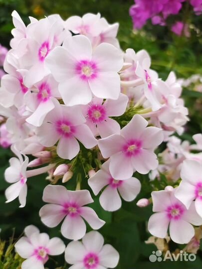 Флоксы многолетние