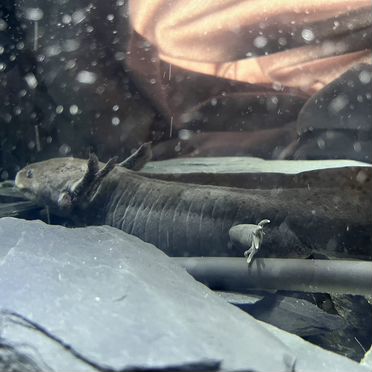 Аксолотль,аквариум с фильтром и чиллером