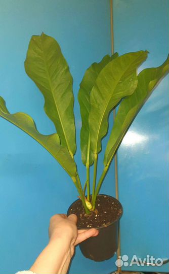 Антуриум Хукери