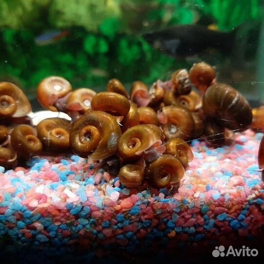 Корм для черепах,цихлид