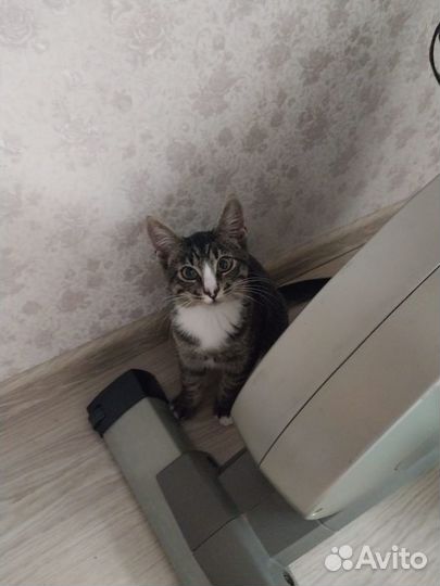 Отдаём кота в добрые руки