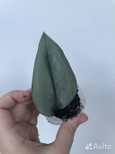 Сциндапсус мунлайт