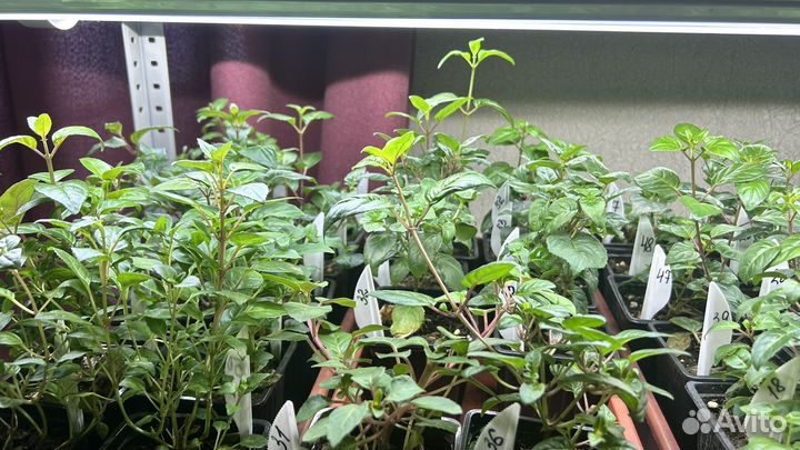 Срезы сортовых фуксий