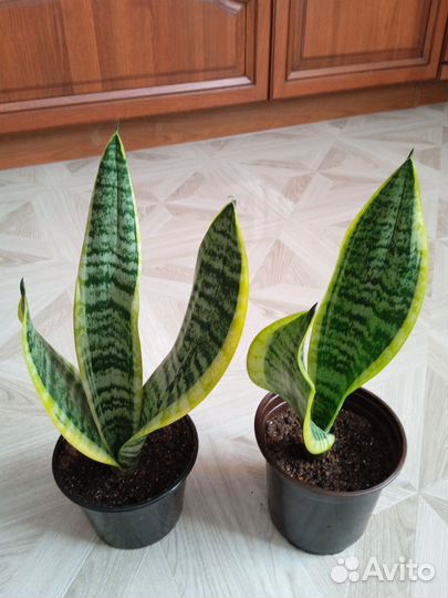 Сансевиерия