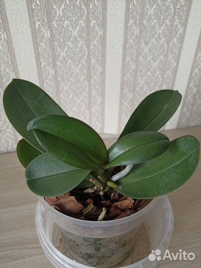 Орхидея фаленопсис