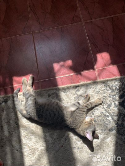 Кошка девочка 2 месяца