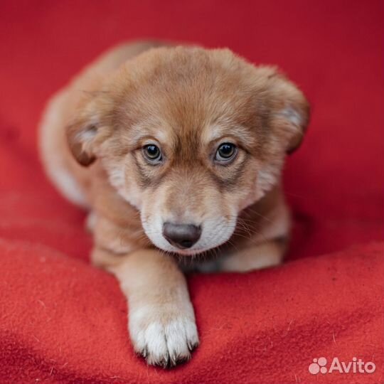 Щенок девочка в добрые руки