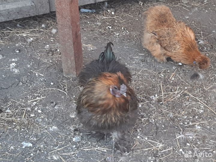 Петух китайский шелковый