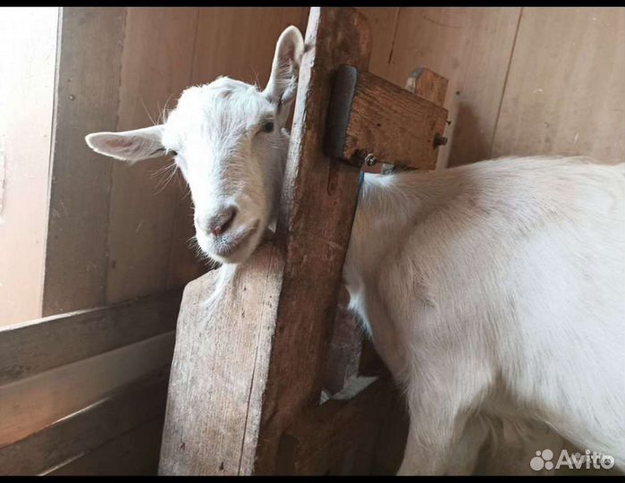 Козёл на покрытие. Дойная коза. Козлята