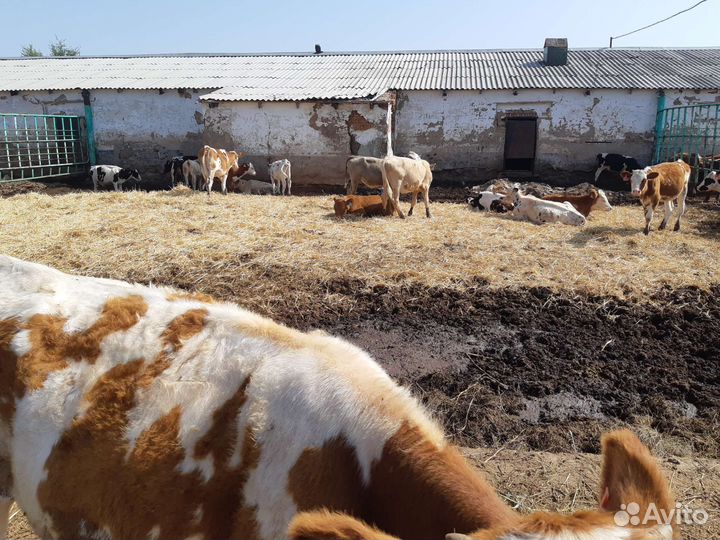 Телята бычки, телки