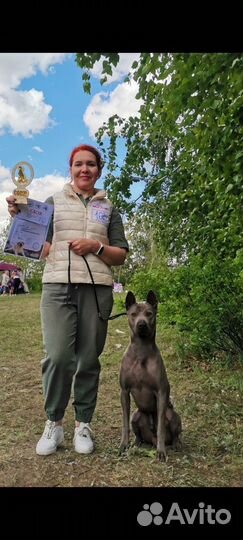 Вязка Кобель Тайский риджбек