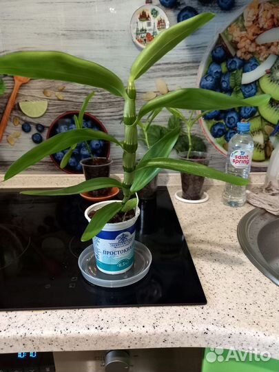 Орхидея дендробиум