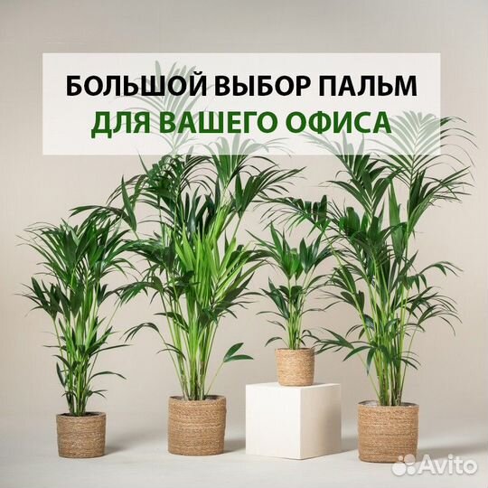 Пальмы для офиса