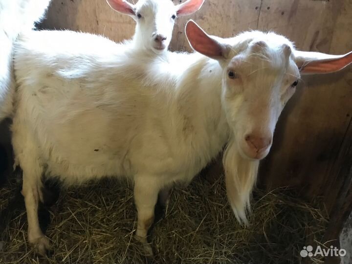 Козел Зааненский на племя, козлята