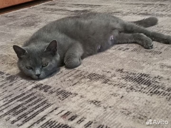 Котята от британки