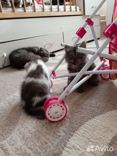 Продам, девочка