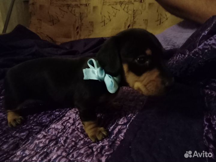 Кроличья такса