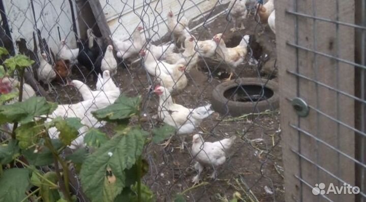 Продам цыплят