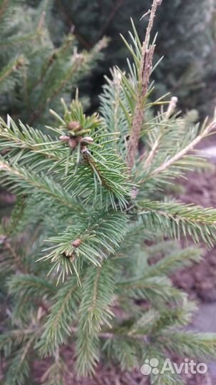 Ель сибирская от 1м