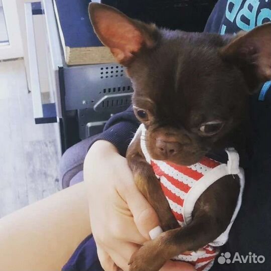 Вязка чихуахуа