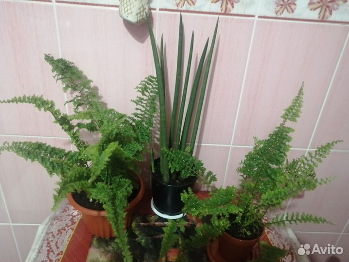 Комнатные растения