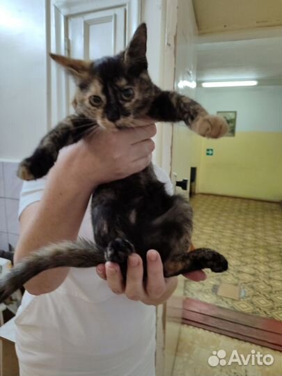 Котенок