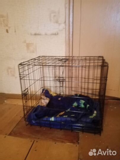 Вальтер переноска