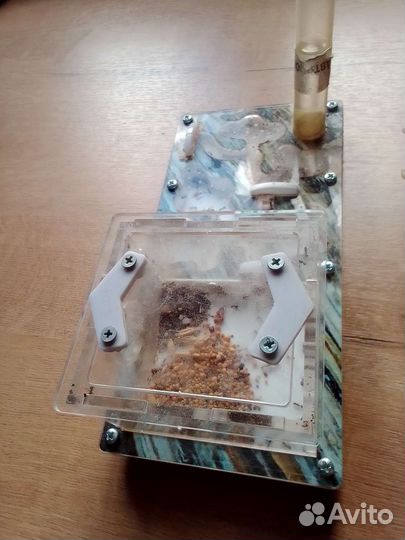 Муравьиная ферма с муравьями