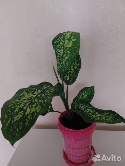 Диффенбахия