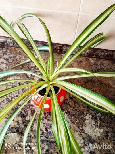 Хлорофитумы, красивые и разные