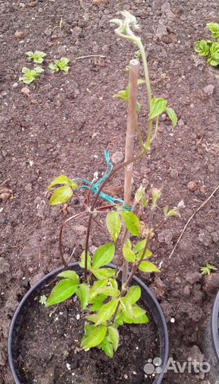 Клематис Пиилу