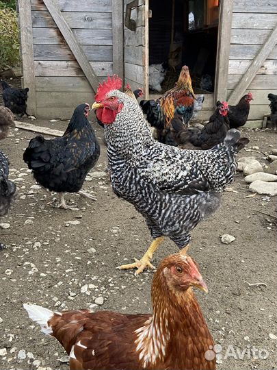 Петухи