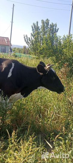 Продам дойную корову