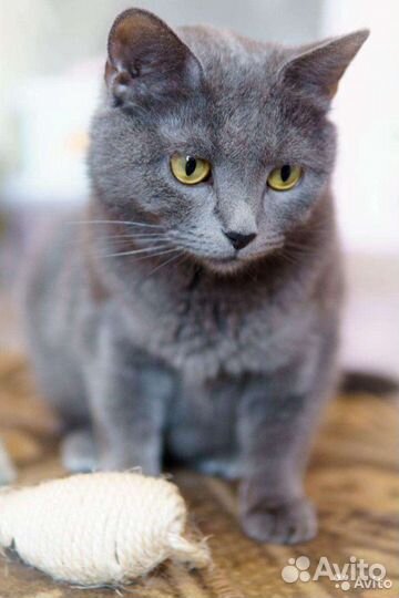 Кошка - красавица