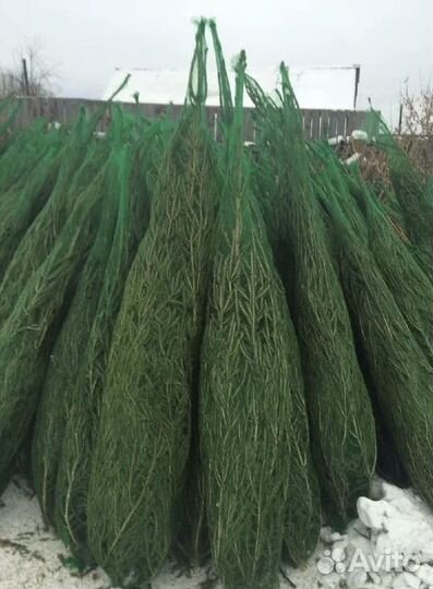 Живые новогодние елки оптом