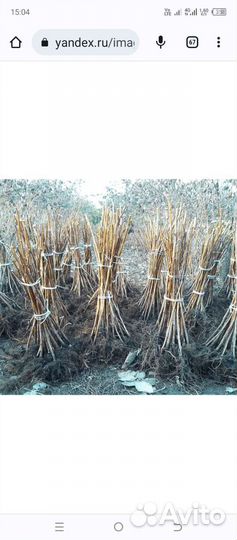 Саженцы ремонтантной малины