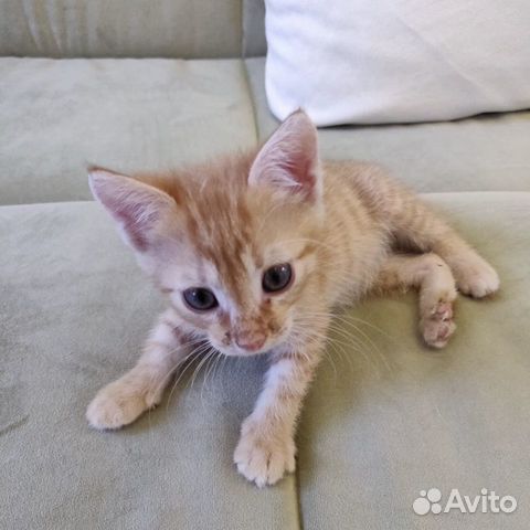 Крохотулька котенок рыжая Марта 1,5 месяца в дар