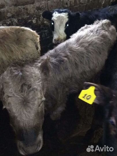 Телята разные