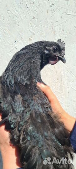 Петух ухейилюй