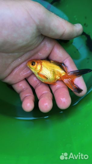 Золотые рыбки