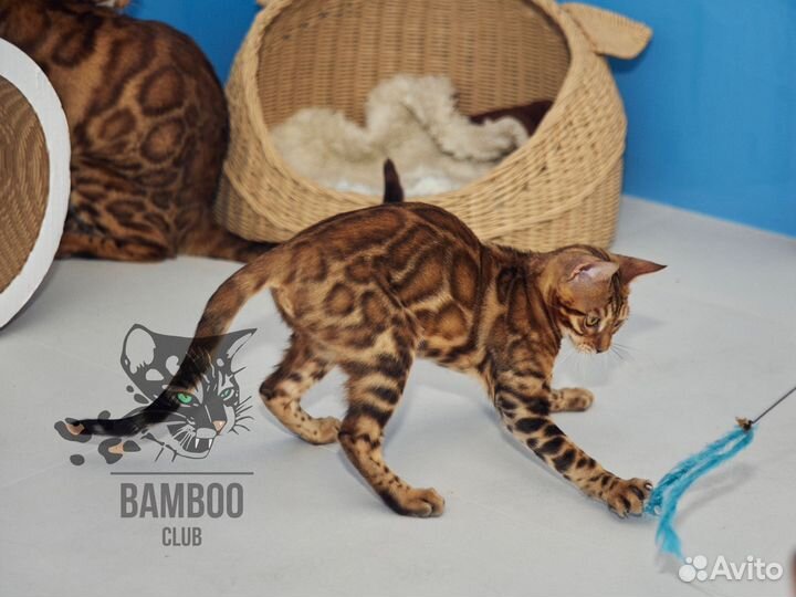 Бенгальский котёнок с документами