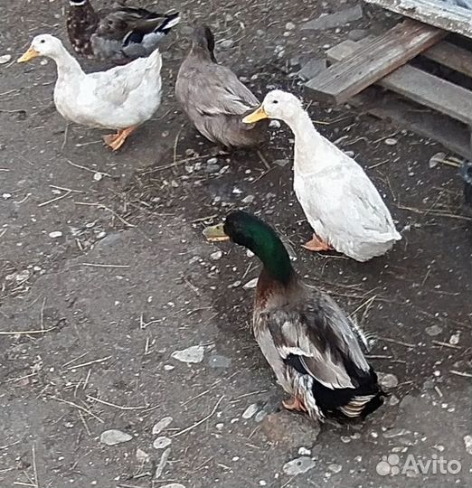 Утки петух и три самки