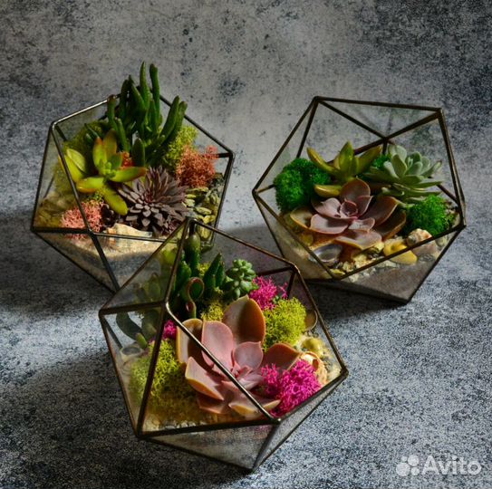 Набор для создания флорариума с суккулентами — иде