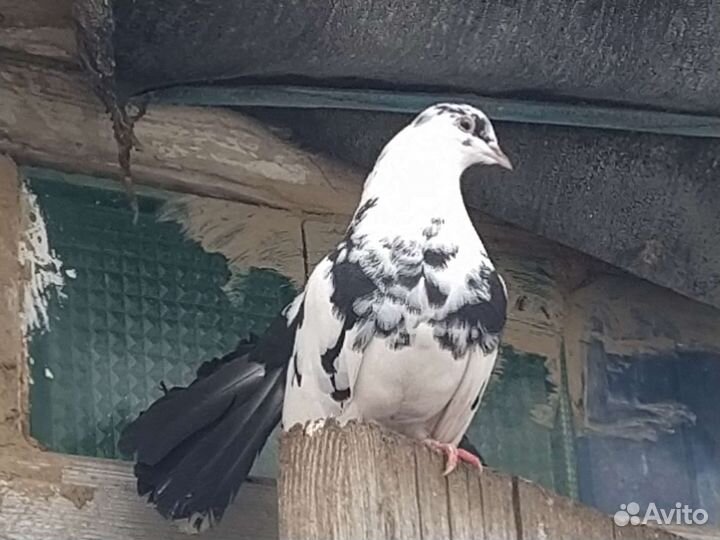 Голуби павлины