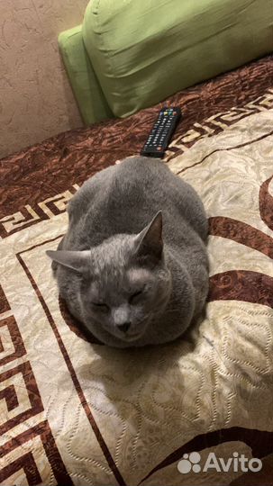 Вязка кошки,русская голубая