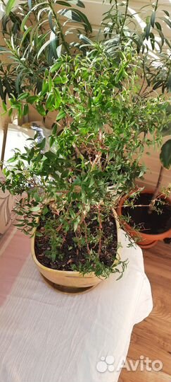 Большие комнатные цветы