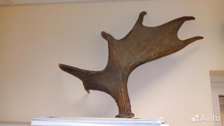 Лосиный рог